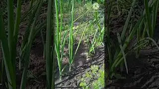 Что там в огороде? Ч.2 