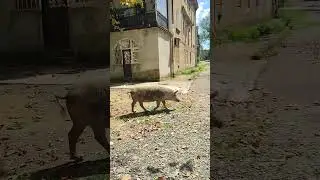 Цхалтубо Грузия, обычный жилой район в центре города, хрюшки кушают грушки :))