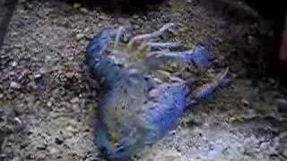 Crayfish moulting II