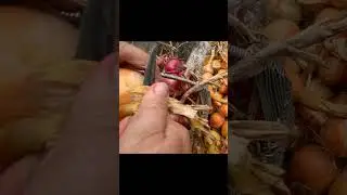 Магия ЛУКА.  Народная примета 