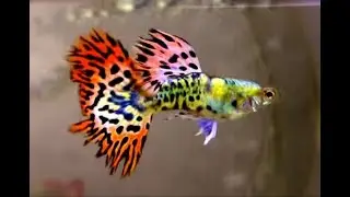 Guppy de Linhagens Diversas para Apreciação