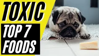 Top 7 Most Toxic Foods Dogs Can NOT Eat | Dangerous Food for Dogs