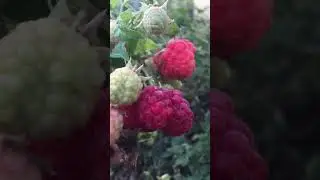 Летняя Малина в октябре . Ставропольский край