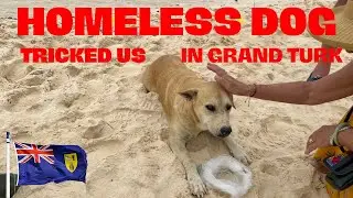 Homeless Dog In Grand Turk Fools Tourist