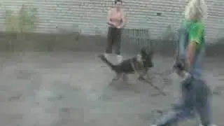 Овчарки