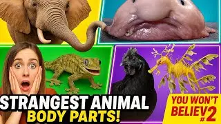 Top 5 Animals with STRANGE Body Parts | WOW Facts
