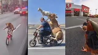Sora 2 AI Animal Videos Reaching MAX Imagination