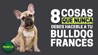 8 Things You Should Never Do to Your French Bulldog