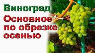 Осенняя обрезка винограда. Выращивание винограда в средней полосе.