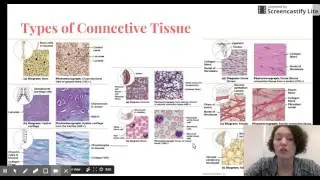 A&P Basic Histology Part 2 (Connective, Muscular, Nervous)