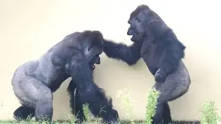Gorillas Are Getting Over a Tough Period | Happy Birthday Shabani!