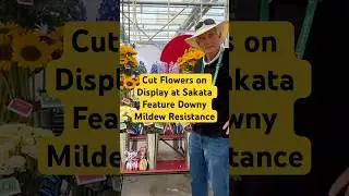 Cut Flowers on Display at Sakata Feature Downy Mildew Resistance | California Spring Trials 2025