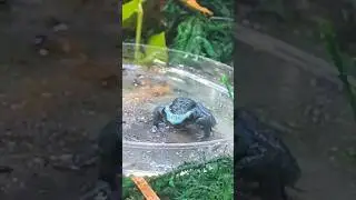 My newest additions… DART FROGS