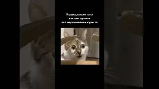 Юрист и кошка ⚖️🐈