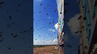 ПРОСМОТР ПЧЕЛОВИДЕНЬЯ#пасека #пчеловодство #пчёлы #пчелы #пчеловод #beekeeping #beekeeper #природа