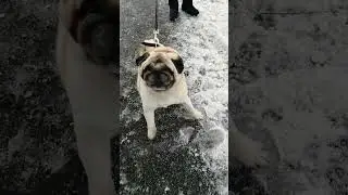 Зимняя встреча с мопсом и французским бульдогом
