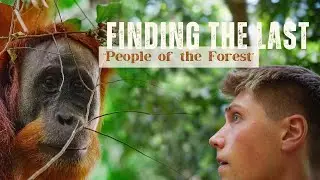 North Sumatra | Finding Wild Orangutans: Jungle Trekking in Gunung Leuser National Park