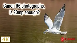Canon R6 for Photography