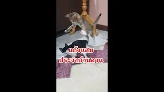 แก๊งแสบประจำบ้านสวน