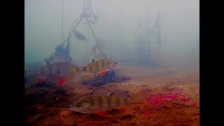 Окунь-Пуля.  Подводная съемка.  Рыбалка
