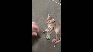Котики для Авито