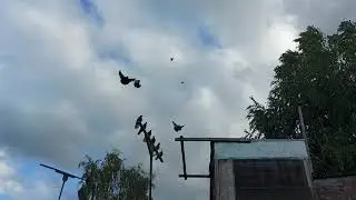 Николаевские голуби.Снова набрасываю молодежь, хоть ветер задул.