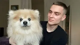 Знакомьтесь! Это Тёма. У меня теперь есть собака. Квартира поменялась. Перестановка в сталинке 30м2