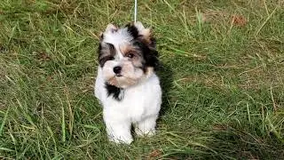 Мальчик бивера Darcy