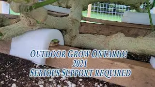 Serious Stalk Support, Outdoor Grow Ontario Canada SCROG 2021