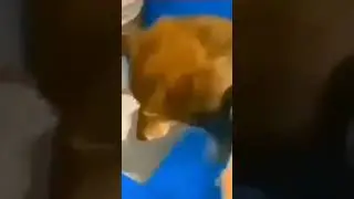 Funny Dog 🤣🤣 