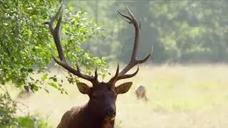 Природа HD. Красочная долина. Животные в лесу.