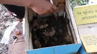 Native bee hive -- Stingless bee honey -- harvesting (Hypotrigona sp.)