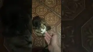 Кот даёт лапу! часть 1