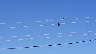 Ласточки