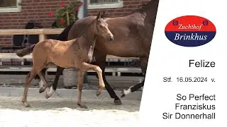 Stf v So Perfect x Franziskus x Sir Donnerhall 2024