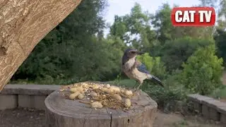 Cat TV for Cats to Watch | 🦜🐿️ Wildlife Watch: Birds, Bunnies, & Squirrels Compilation | Dog TV