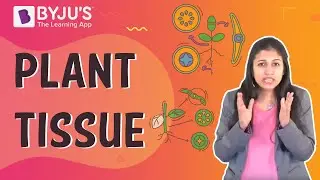 Plant Tissues