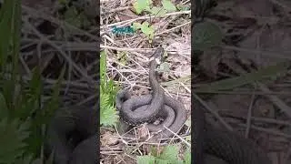 огромная змея свернулась кольцами. #змея