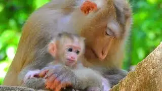 Beautiful newly baby monkey ❤️ #monkey #animal #fyp #love #foryou #foryoupage #video #funny