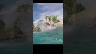 Lovin Dolphin Slides by Mike Farley