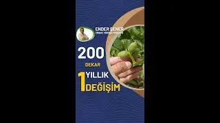 Manisa'da 200 dekar bahçemizin 1 yıllık değişimi.