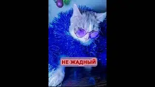 Про кота. Новогоднее. #shortsvideo  #cat #юмор #funny