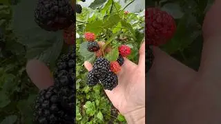 Ежевика Тройная Корона.Саженцы Вацап +79035830612 #garden #сад #ежевика