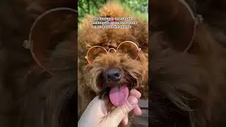 У Барбариски выставка 1-ого сентября #выставкасобак #тойпудель #пудель #барбариска #barbariskaprince