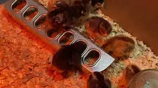 Baby chicks part1
