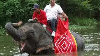 Elephant Ride in Thailand: Riding on a Shaky Huge 9-Foot Elephant [HD]