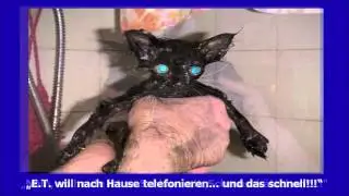 Baden Katzen - Katzen und Wasser