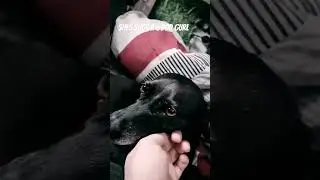 my doggo is so good 😊 #dog #doggo