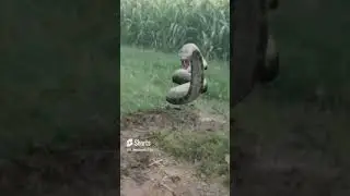 cobra snake big 🪱😱😱😨