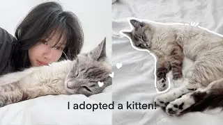I adopted a kitten! ☁️ getting supplies, first day 